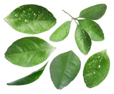 Narenciye bitkisinin yeşil yaprakları beyaz üzerine izole edilmiş.