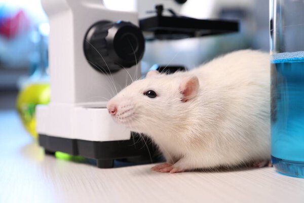 Cute rat, microscope and sample on white wooden table in laboratory, closeup