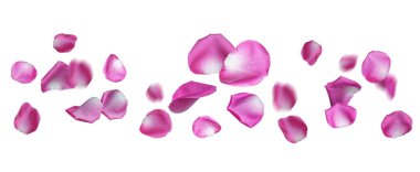 Beyaz arka planda havada uçuşan pembe gül yaprakları.