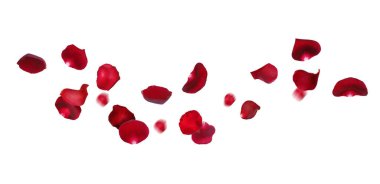 Beyaz arka planda kırmızı gül yaprakları uçuşuyor.