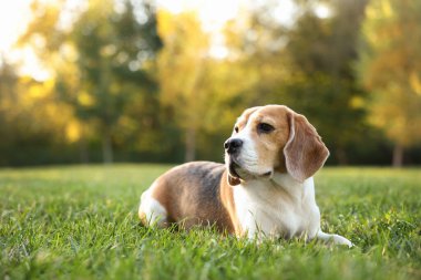 Sonbahar parkında yeşil çimlerde tatlı Beagle köpeği, mesaj için yer
