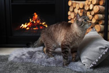 Evde şöminenin yanında sevimli bir kedi, mesaj için de yer var.