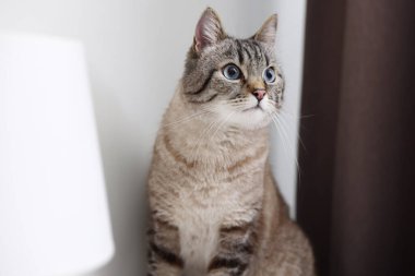 Evde beyaz duvarın yanında sevimli bir kedi var.