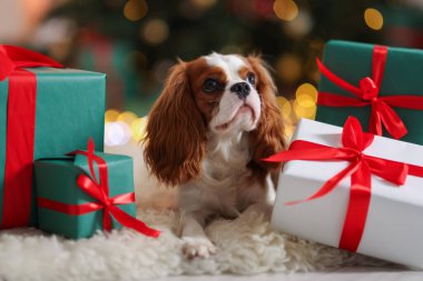 Evde, Noel hediye kutularının yanında sevimli bir köpek var.