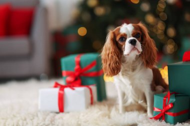 Noel hediye kutularının yanındaki şirin köpek evde yerde, mesaj atmak için yer var.