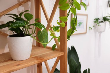 Rafa kaldırma ünitesi ve farklı ev bitkileri, seçici odaklanma