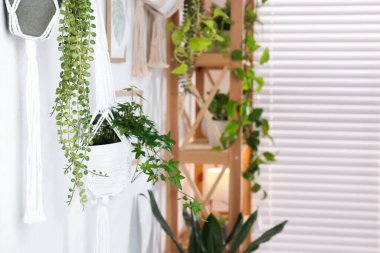 Duvarda asılı duran farklı saksı bitkileri, seçici bir odak. Metin için boşluk