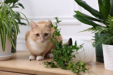 Kızıl kedi, ev bitkisinin neredeyse devrilmesine ramak kalmıştı.