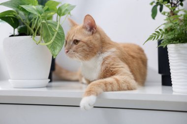 Şirin kızıl kedi ve farklı ev bitkileri.