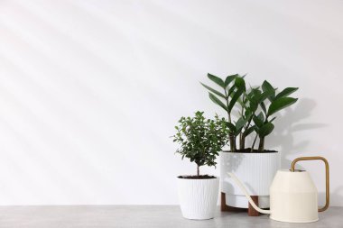 Farklı yeşil bitkiler ve sulama tenekeleri beyaz duvarın yanındaki gri masada, yazı için yer var.