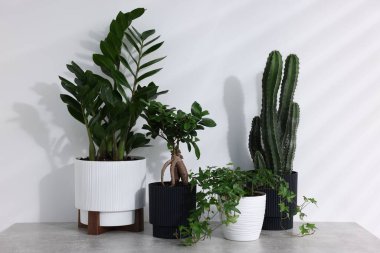 Beyaz duvarın yanındaki gri masada farklı yeşil bitkiler var.