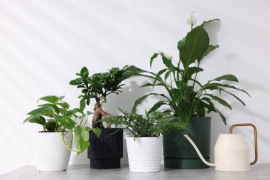 Kapalı alandaki beyaz duvarın yanındaki gri masada farklı yeşil bitkiler ve sulama kutuları var.