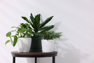 Beyaz duvarın yanındaki ahşap masada farklı yeşil bitkiler var.