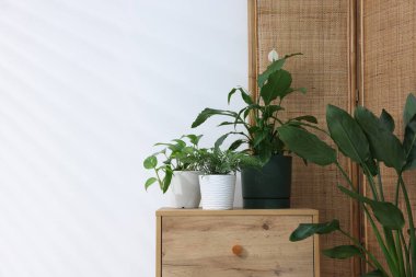 Beyaz duvarın yanındaki ahşap komodinin üzerinde farklı yeşil bitkiler var.
