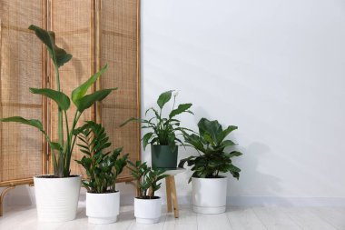 Beyaz duvarın yanında, yerde farklı yeşil bitkiler var.