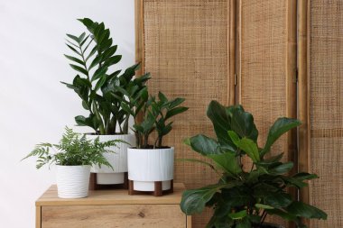 Beyaz duvarın yanındaki ahşap komodinin üzerinde farklı yeşil bitkiler var.