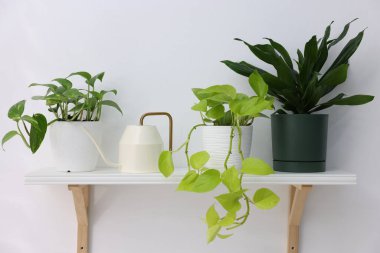 İçerideki beyaz rafta farklı yeşil bitkiler ve sulama konserveleri var.