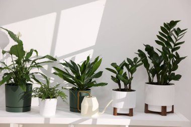 Güzel saksı çiçekleri ve su bidonu beyaz duvarın yanındaki masada. Metin için boşluk