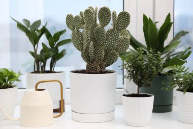 Tencerede dikenli armut kaktüsü, su kovası ve pencere kenarındaki diğer bitkiler.