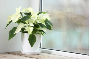 Pencerenin yanındaki pencere pervazında güzel beyaz noktalama (Noel çiçeği), metin için boşluk