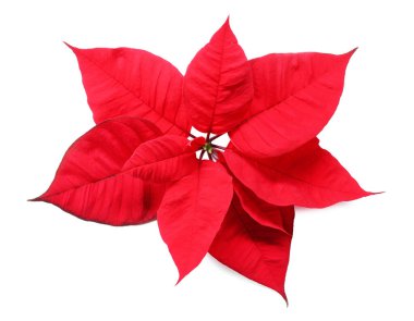 Güzel kırmızı noktalı yıldız (Noel çiçeği) beyaz, üst görünümde izole