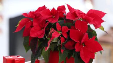 Güzel kırmızı noktalı yıldız (Noel çiçeği) ve ahşap masa üzerindeki şenlikli dekor, kapalı çekim. Kamera aşağı iniyor