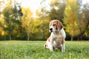 Sonbahar parkında şirin Beagle köpeği, mesaj için yer.