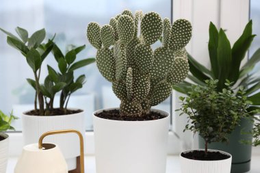 Tenceredeki dikenli armut kaktüsü, su kovası ve pencere kenarındaki diğer bitkiler, yakın plan.