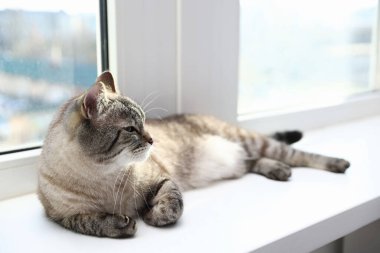 Evde pencere pervazında sevimli bir kedi, mesaj için de yer var.