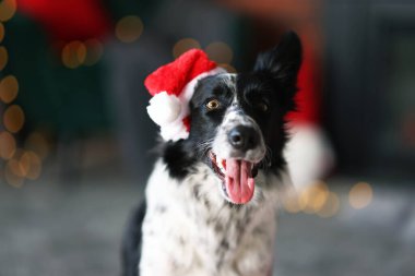 Evde Noel Baba şapkalı şirin bir köpek var. Noel atmosferi