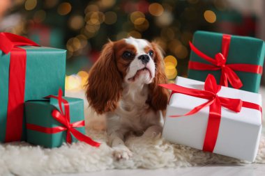 Evde, Noel hediye kutularının yanında sevimli bir köpek var.