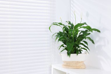 Beyaz masa üzerinde güzel saksıda spathiphyllum, metin için boşluk