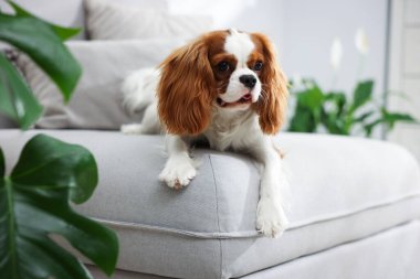 Kanepede sevimli bir köpek ve evdeki yeşil bitkiler.