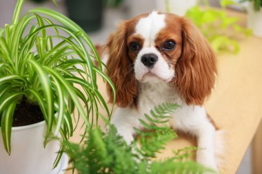 Masada sevimli bir köpek ve evde yeşil bitkiler.