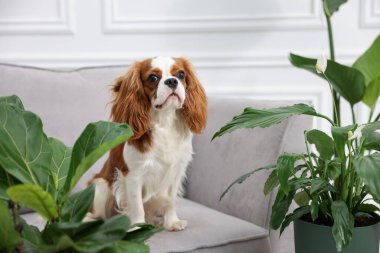Koltuktaki sevimli köpek ve kapalı alandaki yeşil bitkiler.