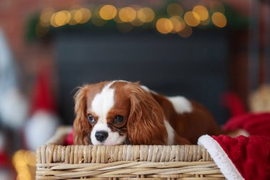 Hasır sepetin içinde Noel için dekore edilmiş sevimli bir köpek.