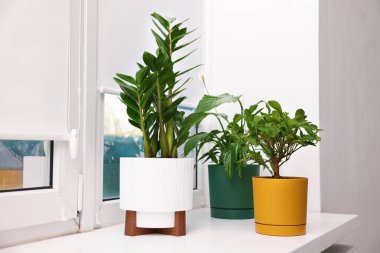 Evdeki pencere pervazında farklı güzel bitkiler.