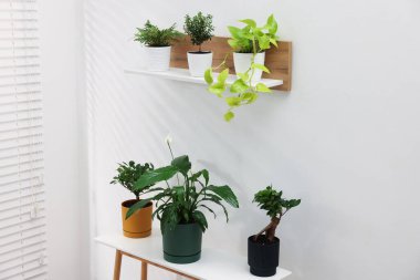 Raf ve masa içinde farklı saksıda saksılar var.