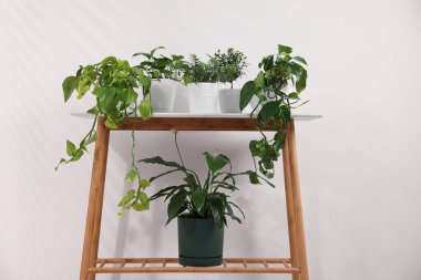 Beyaz duvarın yanındaki konsol masasında farklı saksı bitkileri var.