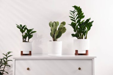 Beyaz duvarın yanındaki şifoniyerde farklı saksı bitkileri var.