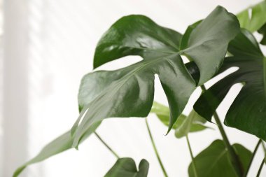 Beyaz duvarın yanında büyüyen güzel canavar, yakın plan.