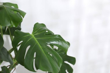 Beyaz duvarın yanında büyüyen güzel bir canavar, yakın plan. Metin için boşluk