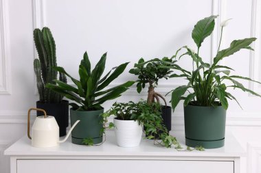 Güzel saksı çiçekleri ve beyaz duvarın yanındaki çekmecelerin üzerindeki su kutusu.