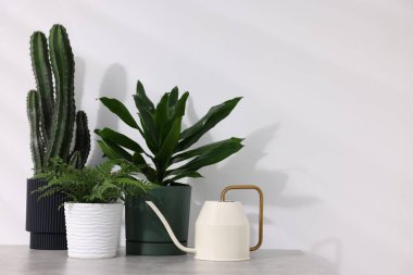 Farklı yeşil bitkiler ve sulama tenekeleri beyaz duvarın yanındaki gri masada, yazı için yer var.