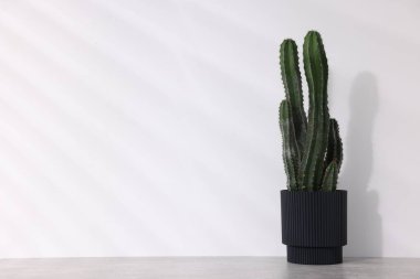 Beyaz duvarın yanındaki gri masadaki güzel yeşil ev bitkisi.