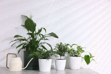 Kapalı alandaki beyaz duvarın yanındaki gri masada farklı yeşil bitkiler ve sulama kutuları var.