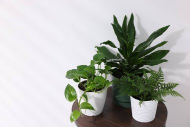 Beyaz duvarın yanındaki ahşap masada farklı yeşil bitkiler var.