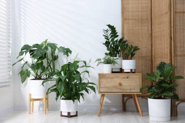 Farklı yeşil bitkiler ahşap komodinlerde ve yerde.