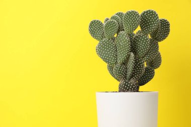 Sarı arka planda çanakta dikenli armut kaktüsü, yakın plan. Metin için boşluk