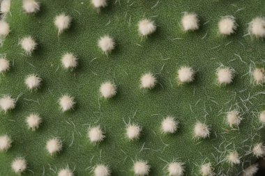 Arka plan olarak güzel dikenli armut kaktüsü, makro görünüm